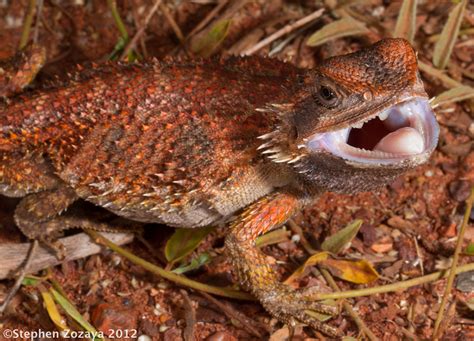 pogona minor mitchelli